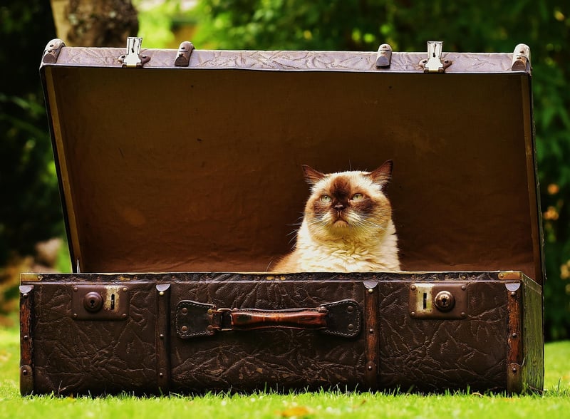 Vintage suitcase